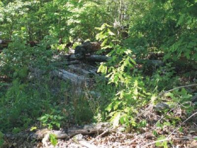 Forest Succession Success Image